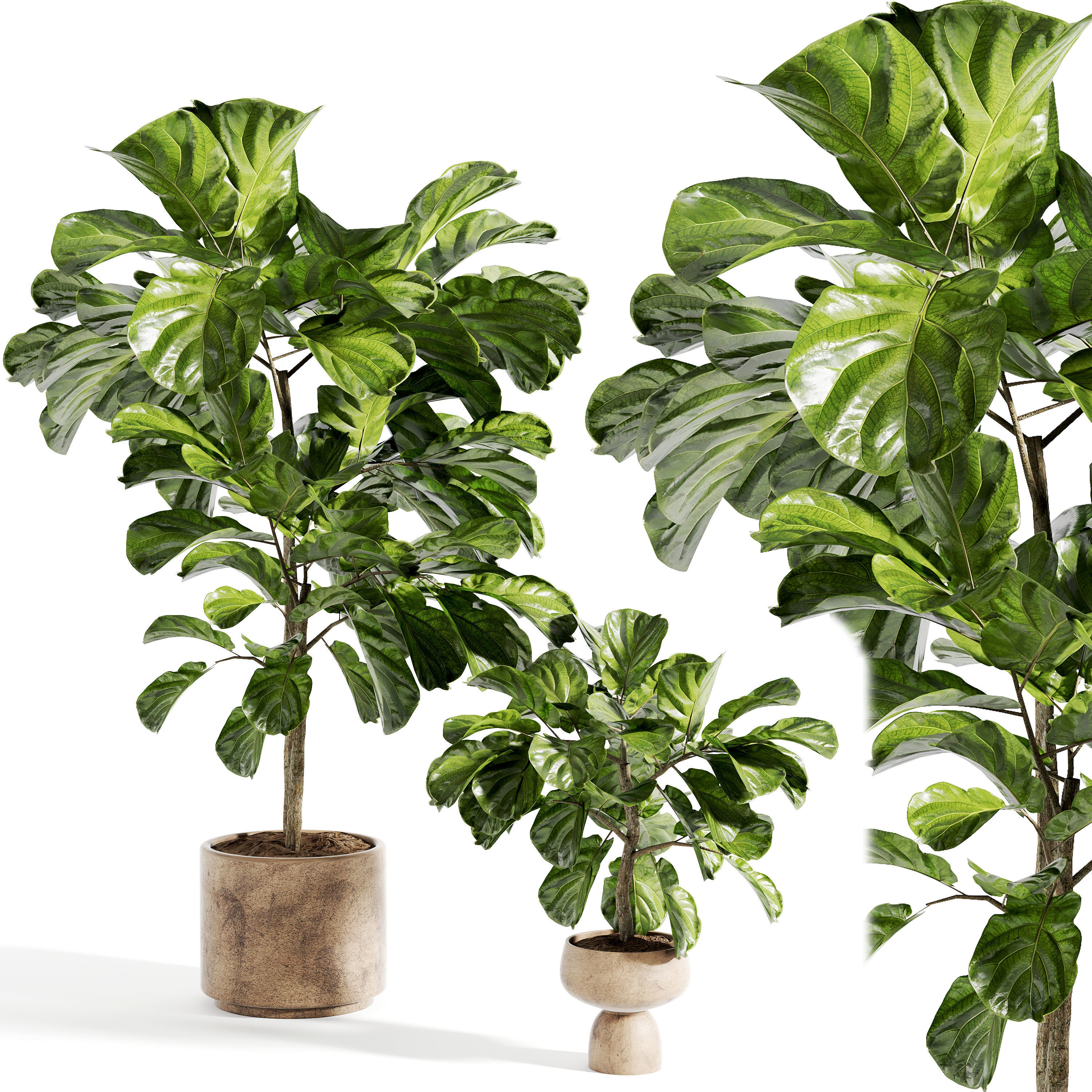 indoor plant 316
