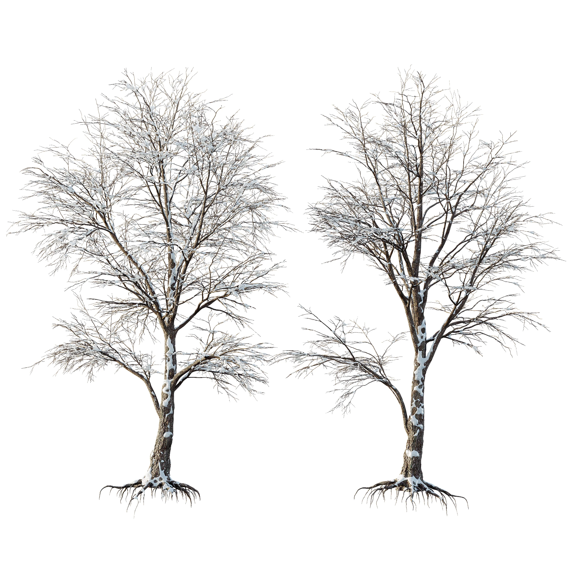 Av Plants Angel Oak Live Tree Spanish Moss Winter