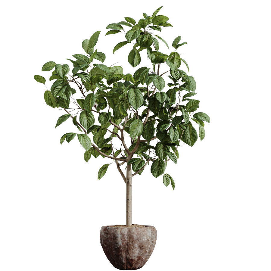 Ficus Dracaena Marginata07