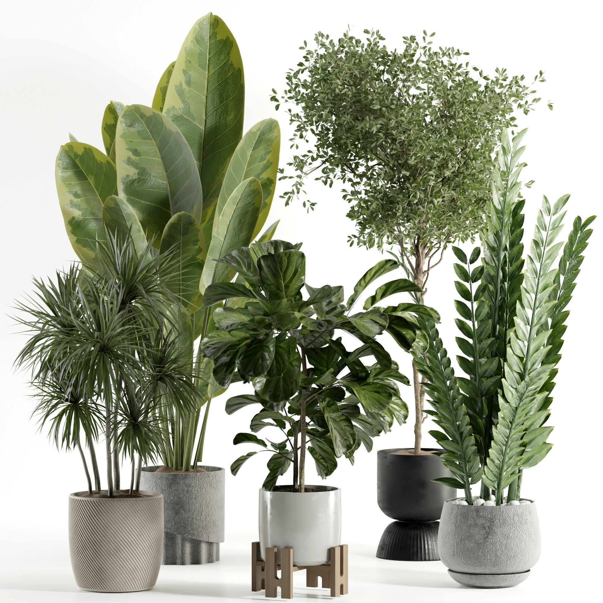 Indoor plant 528
