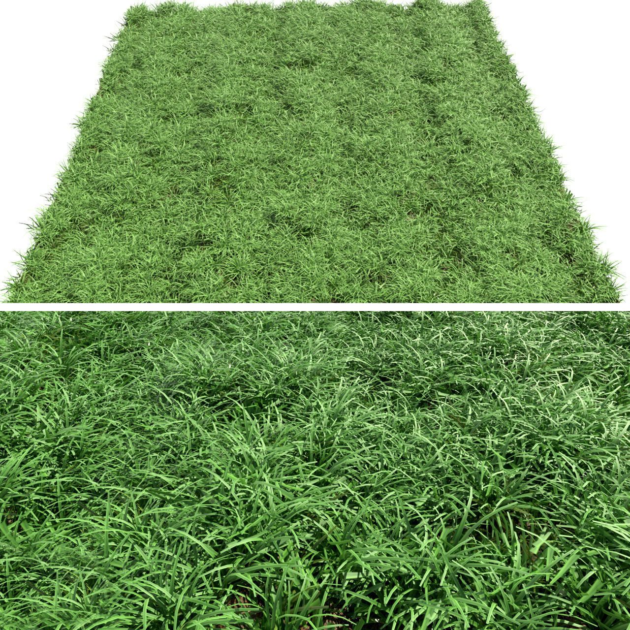 Green lawn