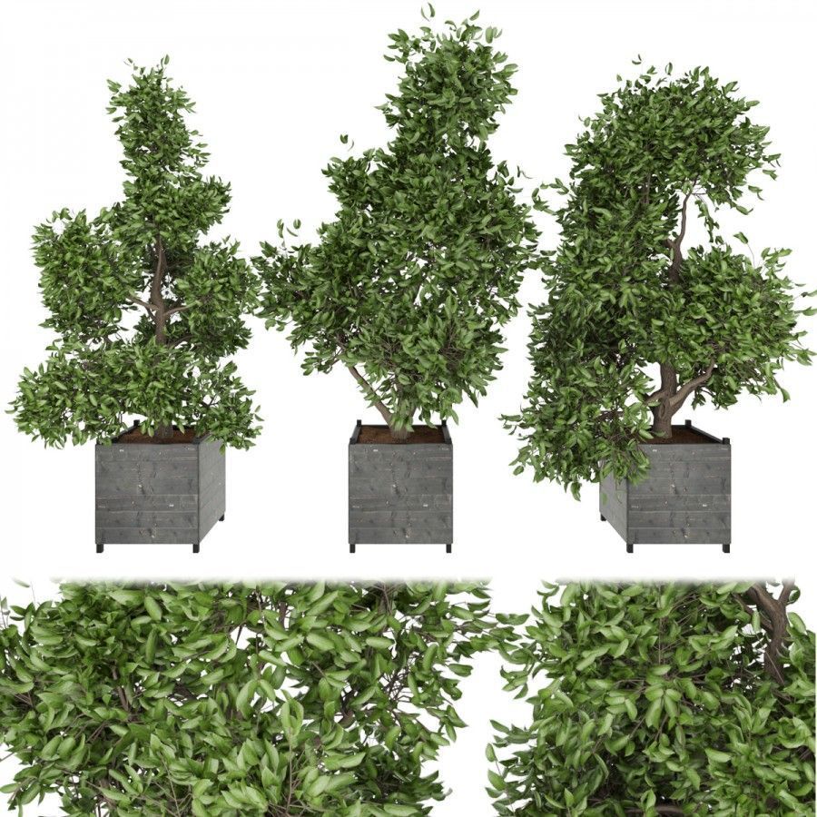 Collection plant vol 104