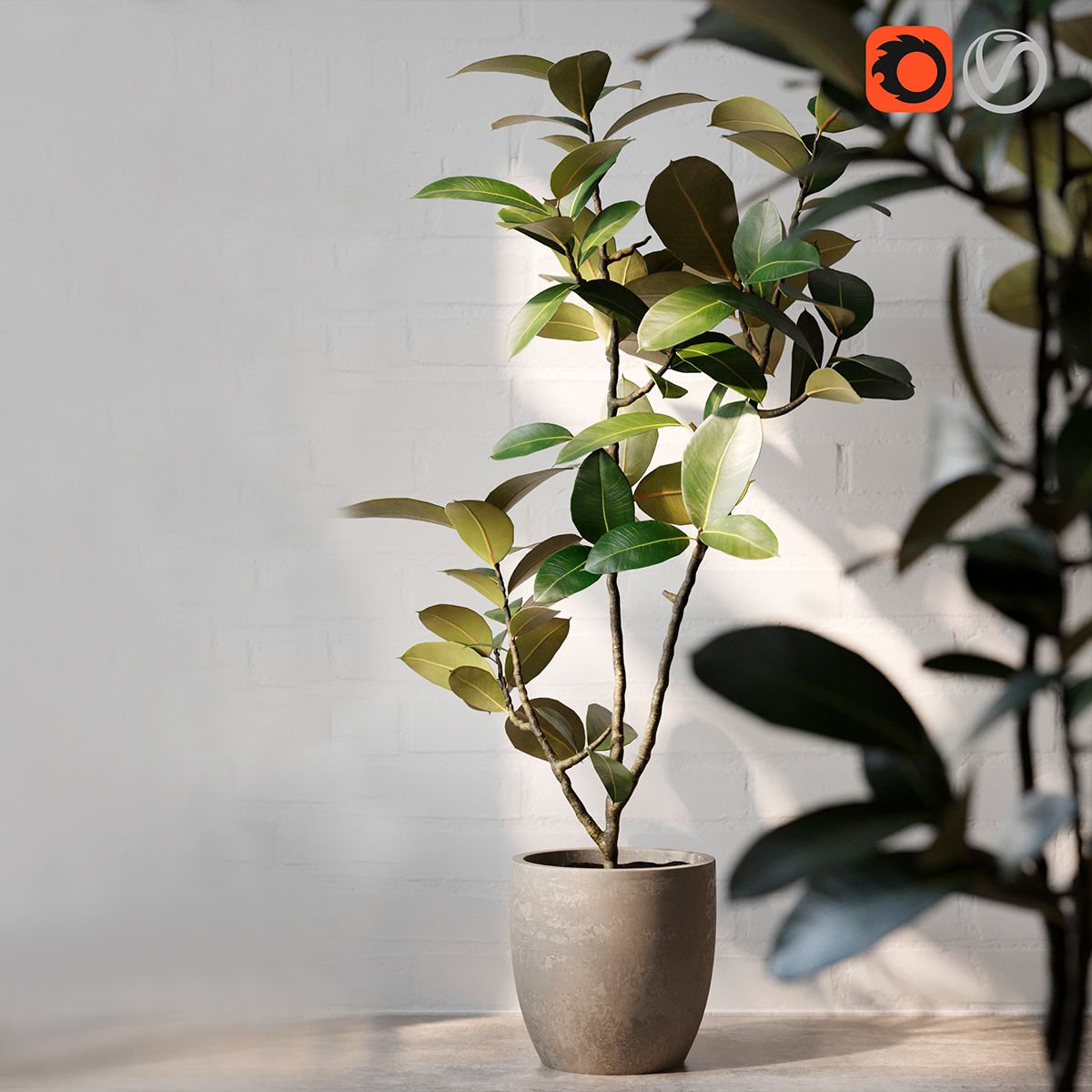 FicusElastica 1