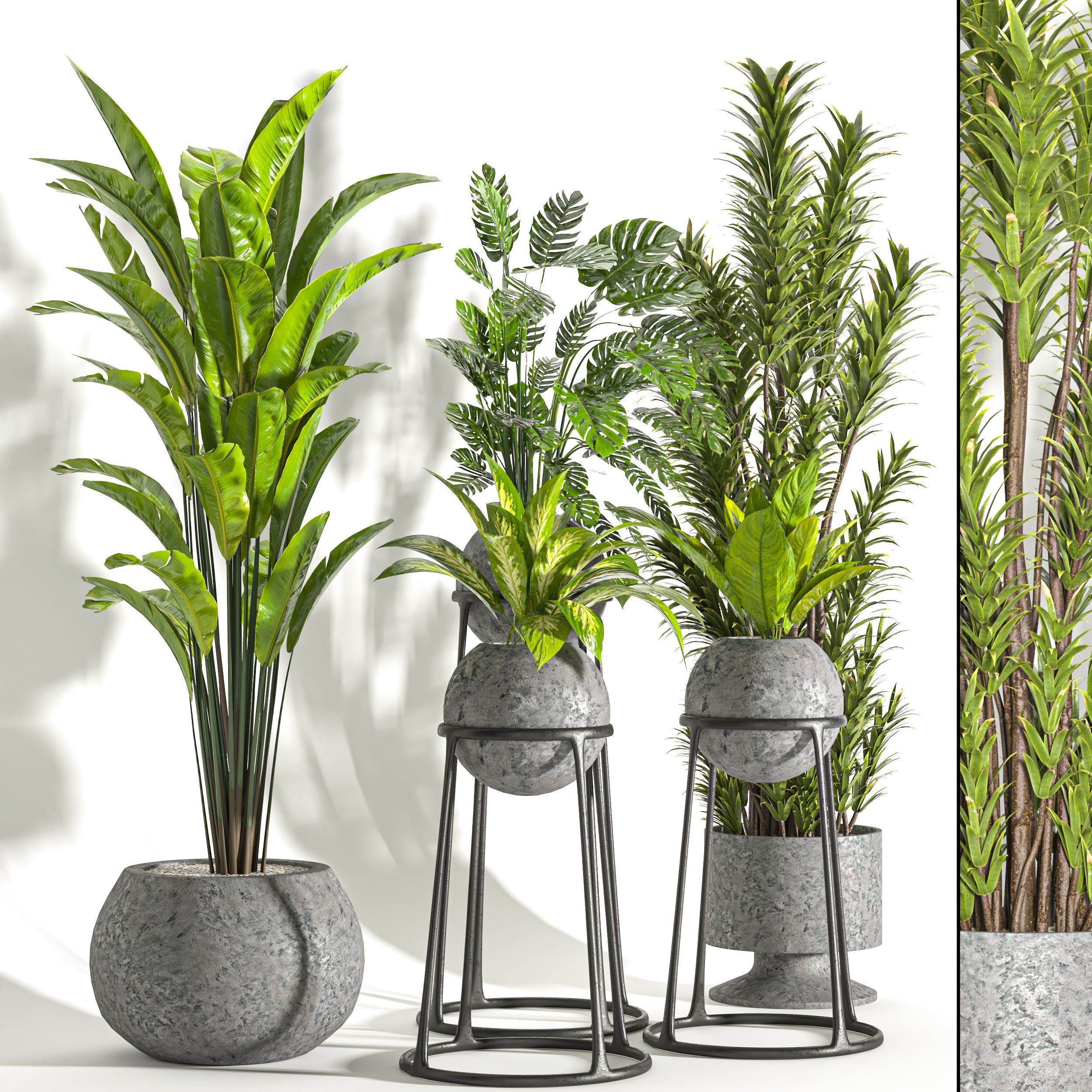 Collaction Indoor plant vol 31