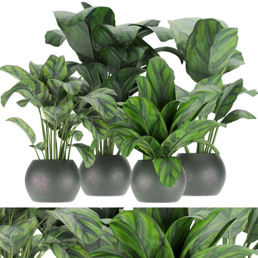 Collection Plant Vol 297