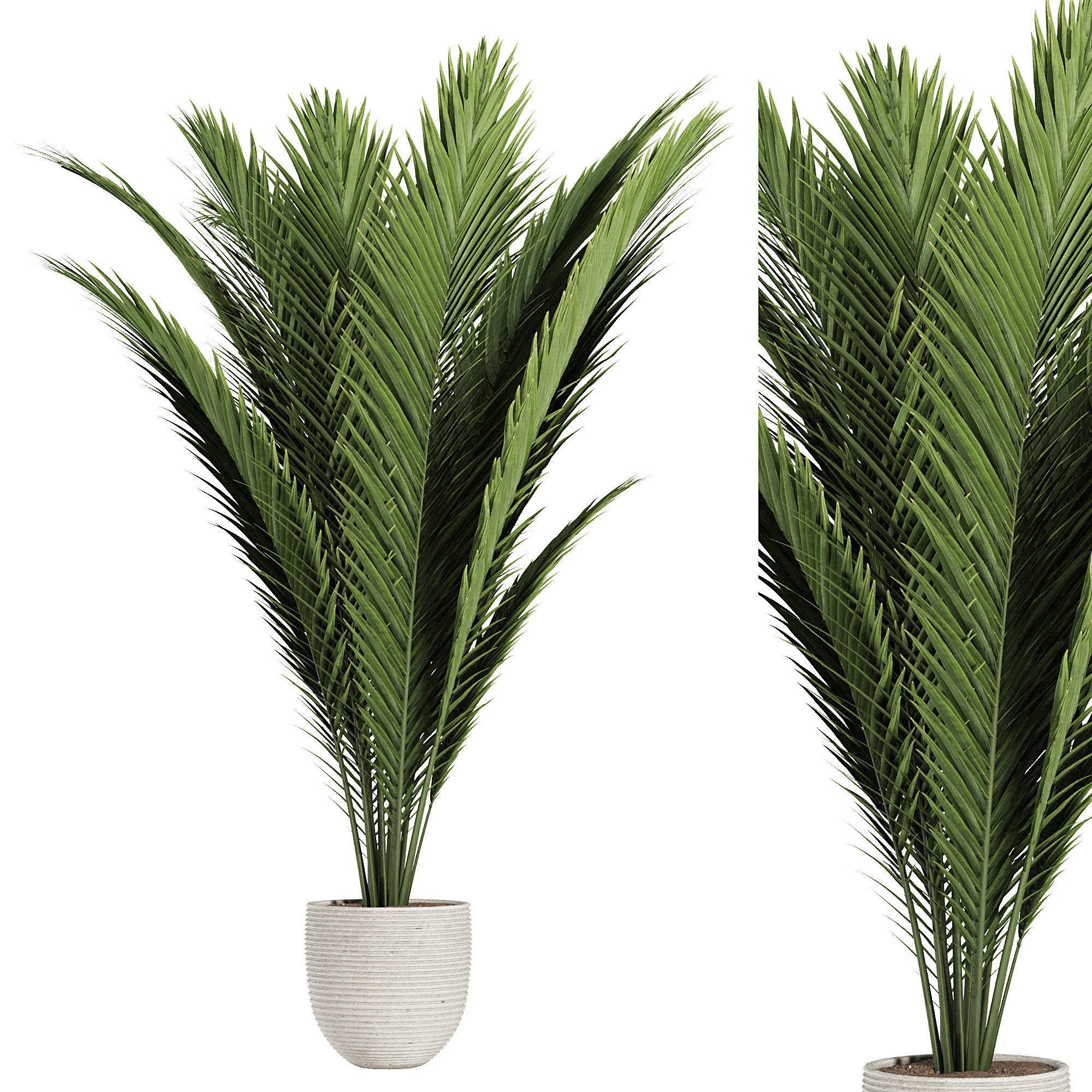 Palm indoor plant