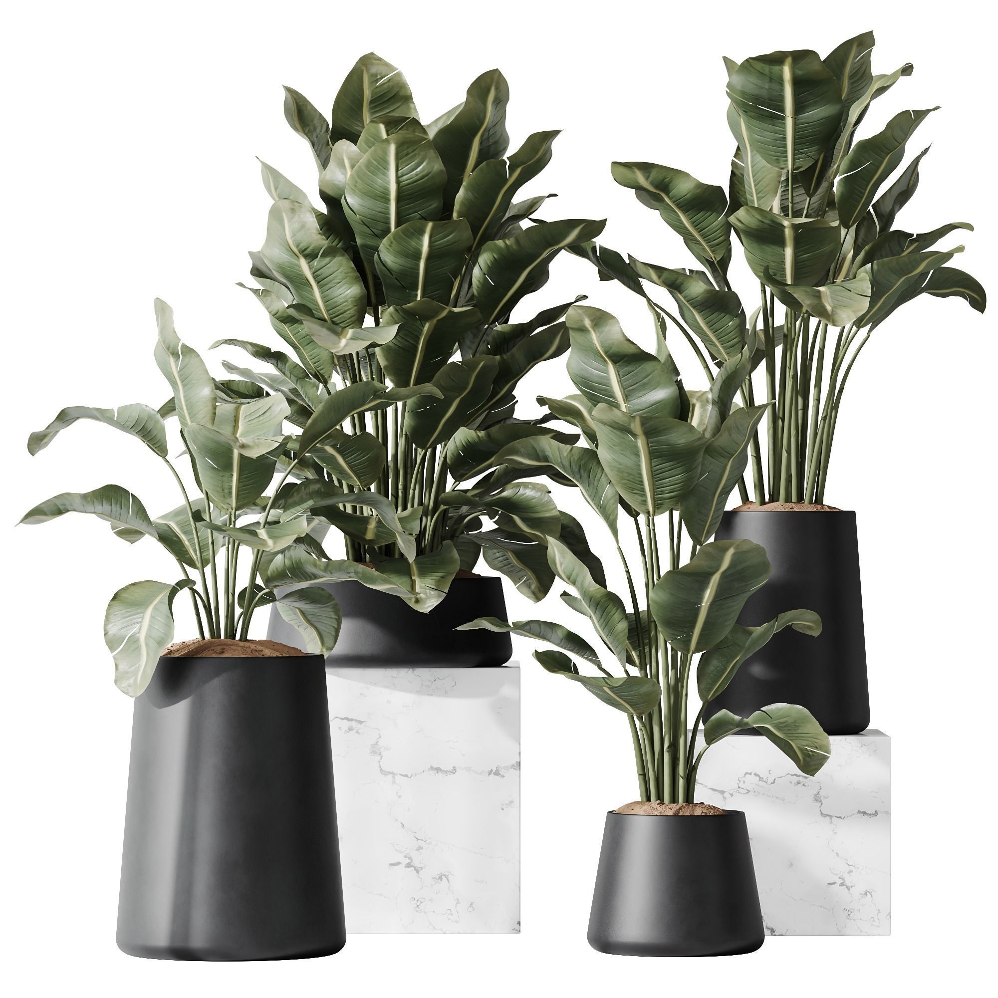 HQ Plants Bird Of ParadiseBird Vase Set05