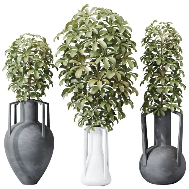 Next Color palette  Houseplants Schefflera Arboricola Umbrella Set04