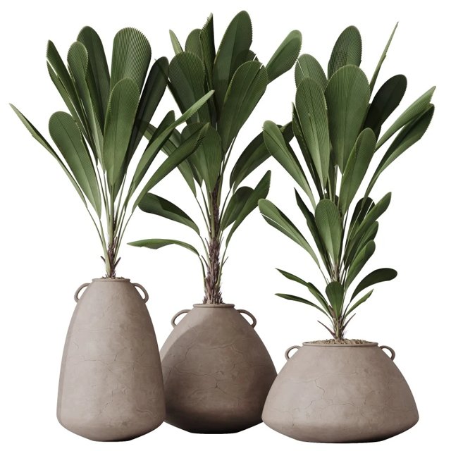 Grandis Ruffled Fan Palm Set03
