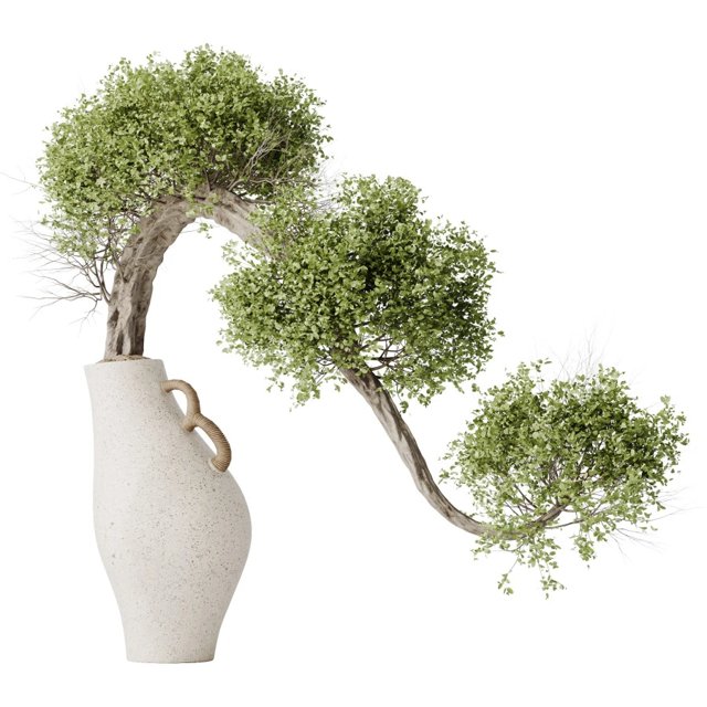 Houseplants Ficus Retusa Microcarpa Bonsai Ginseng