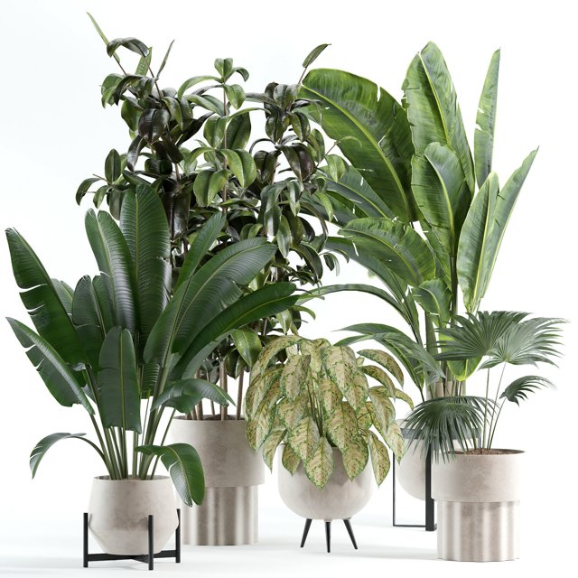 indoor plant 308