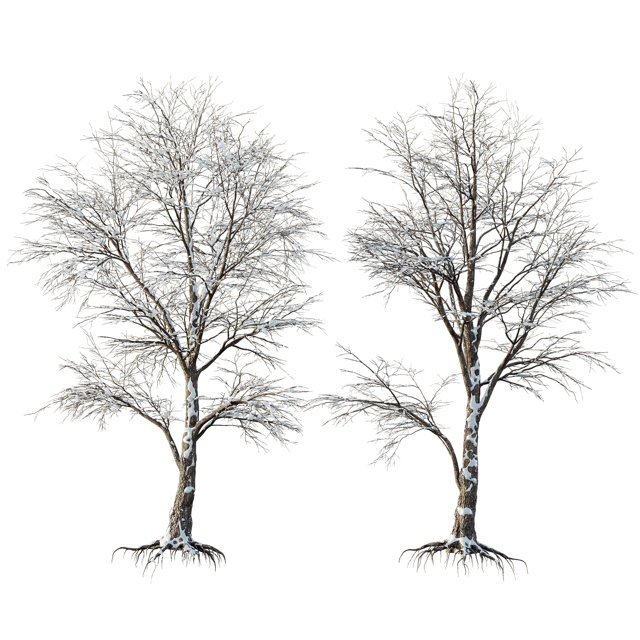 Av Plants Angel Oak Live Tree Spanish Moss Winter