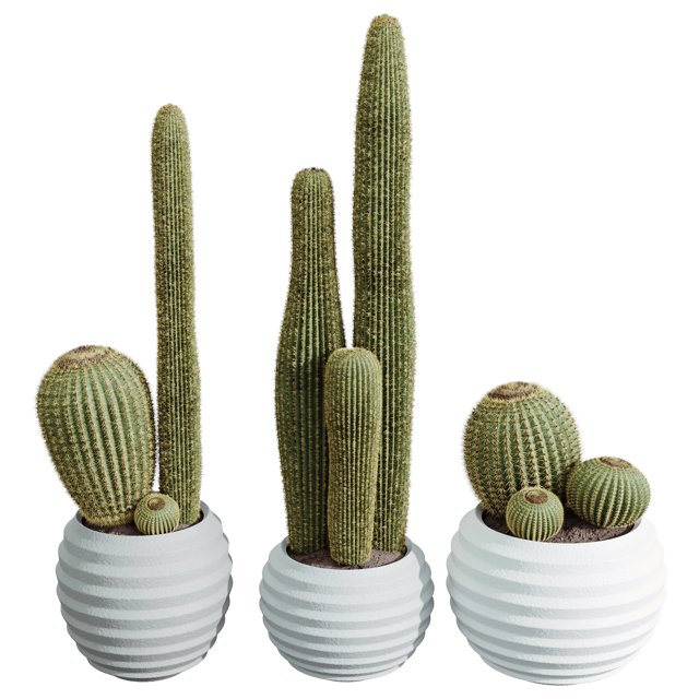 Av Houseplants Cactus Echinocactus Grusonii Golden