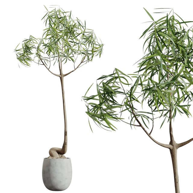 Av Houseplants Japandi Ficus Dracaena Marginata19