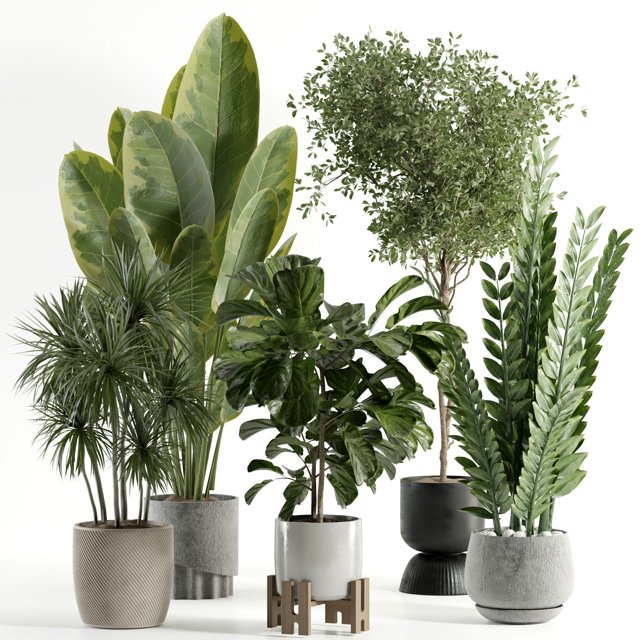 Indoor plant 528