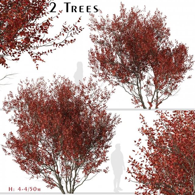 Set of Cotinus Grace or Smoke Tree - 2