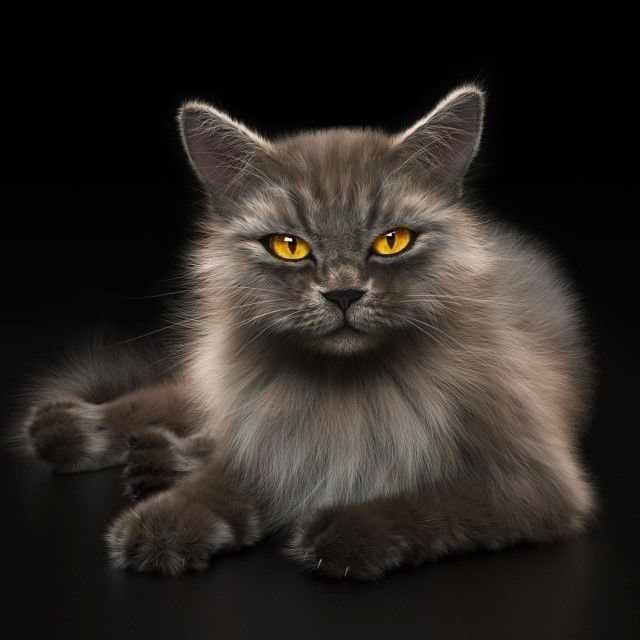 Cat 1