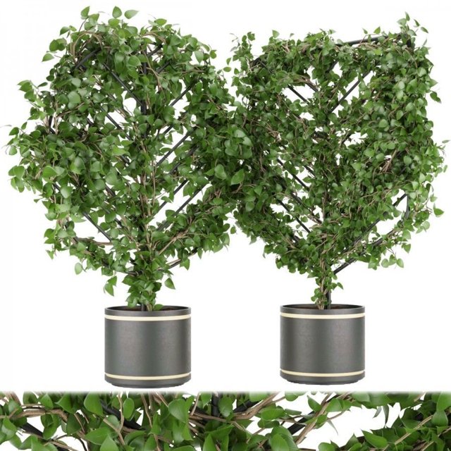 Collection plant vol 101