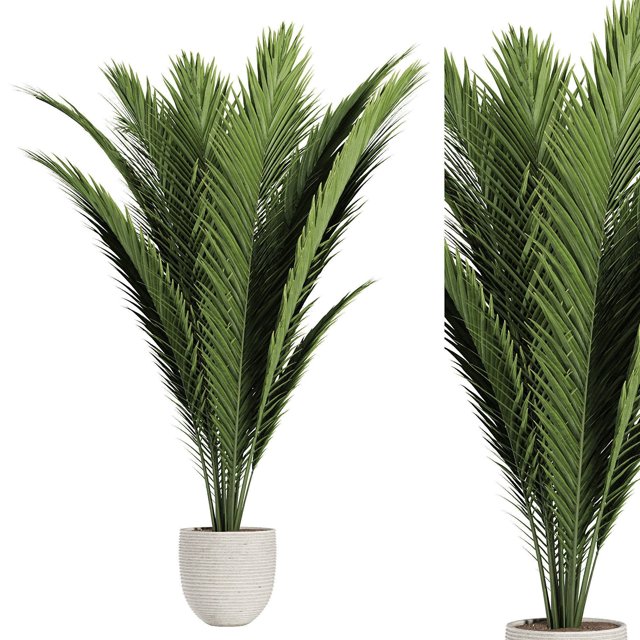 Palm indoor plant
