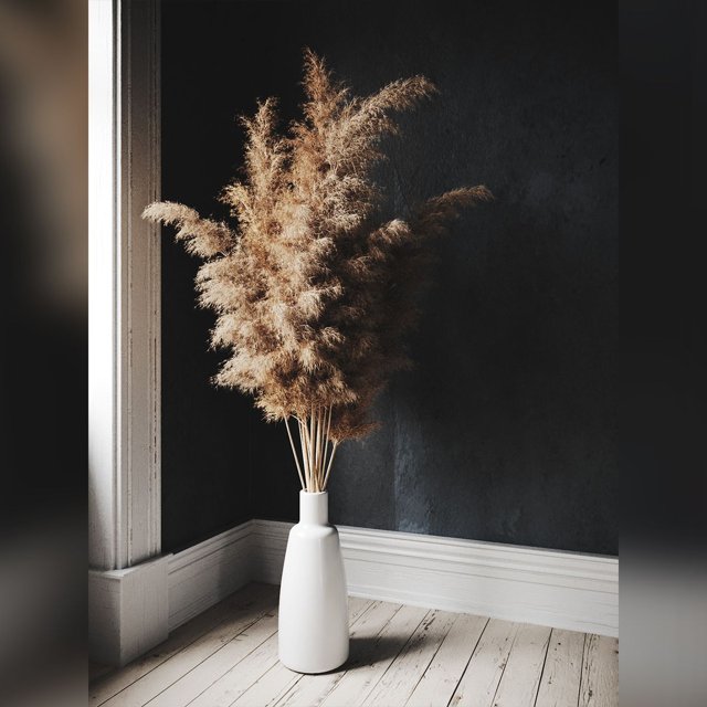 Pampas Grass