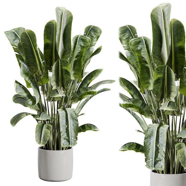indoor plant 512