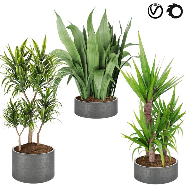 Collection plant vol 6