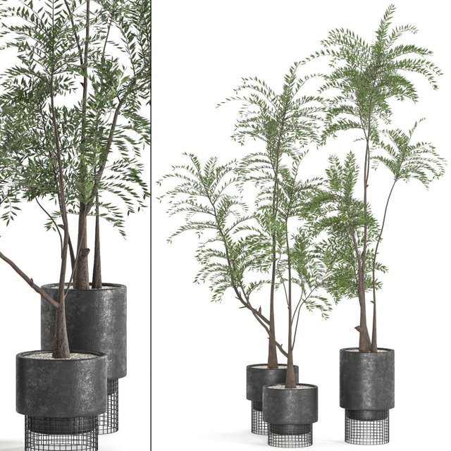 Collaction Indoor plant vol 48