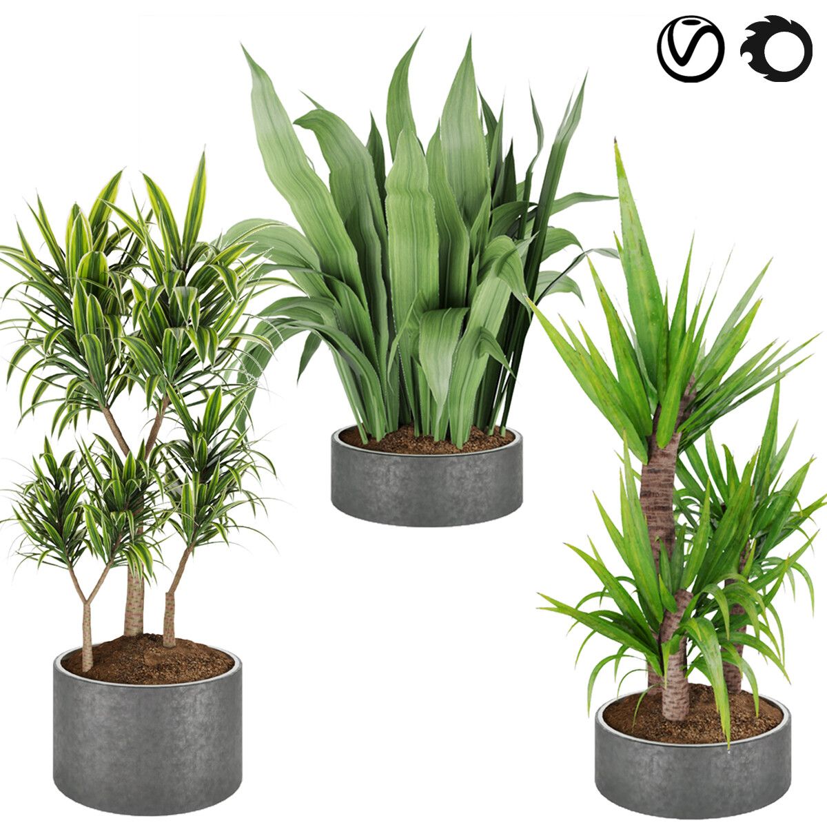 Collection plant vol 6