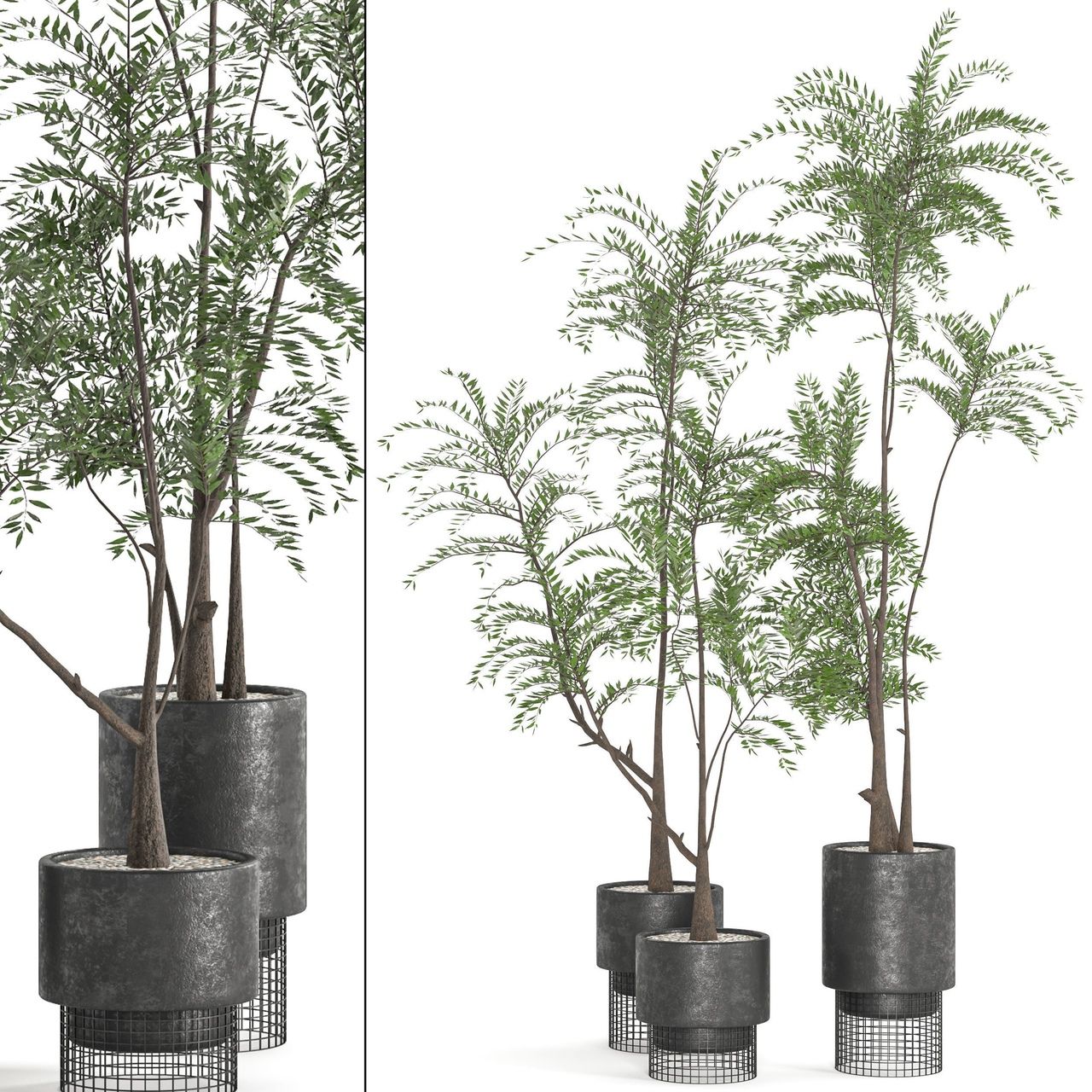 Collaction Indoor plant vol 48
