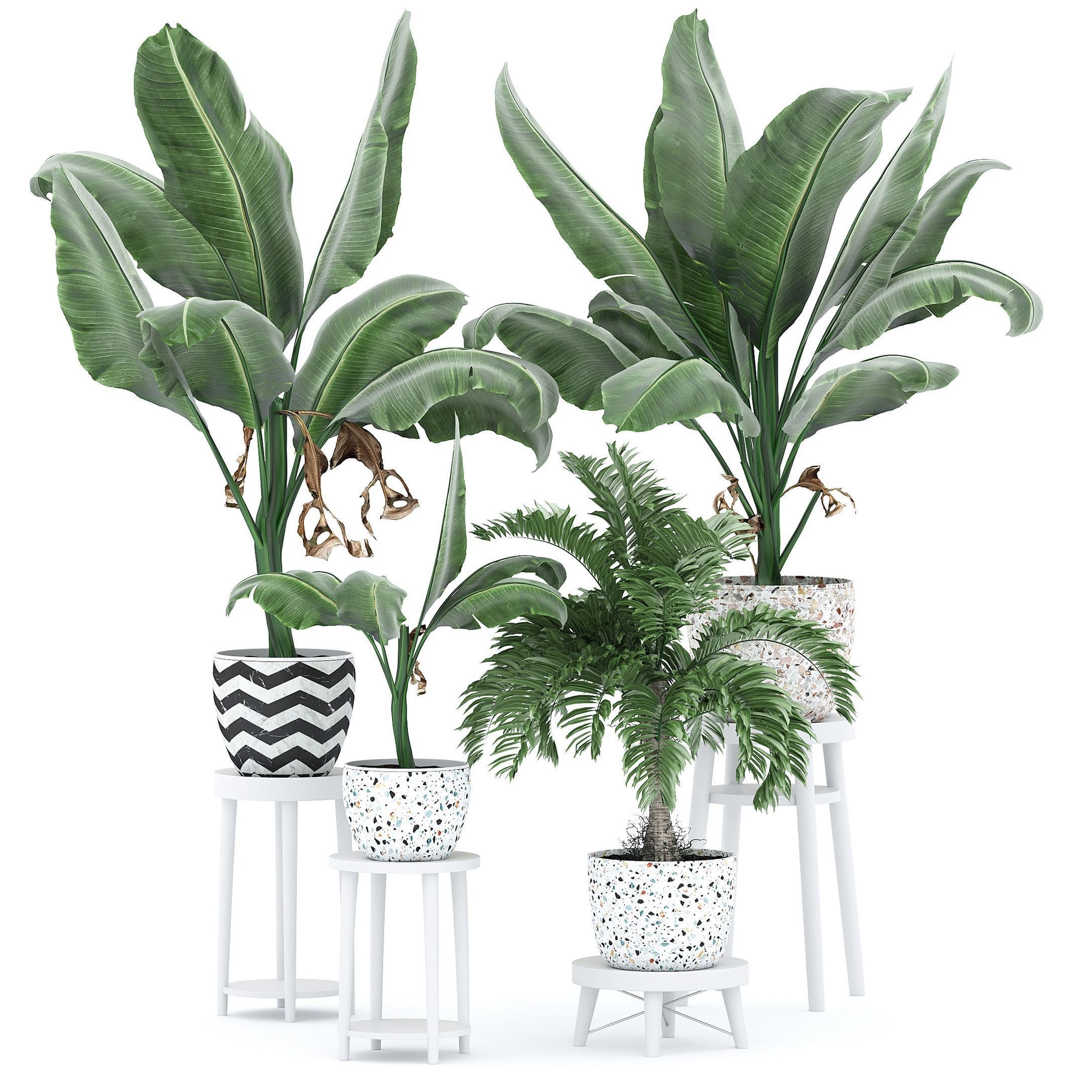 Palms-231S